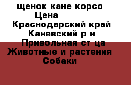 щенок кане корсо › Цена ­ 7 000 - Краснодарский край, Каневский р-н, Привольная ст-ца Животные и растения » Собаки   